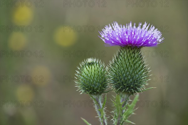 Spear Thistle (Cirsium vulgare)