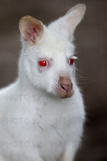 Red-necked wallaby (Macropus rufogriseus)