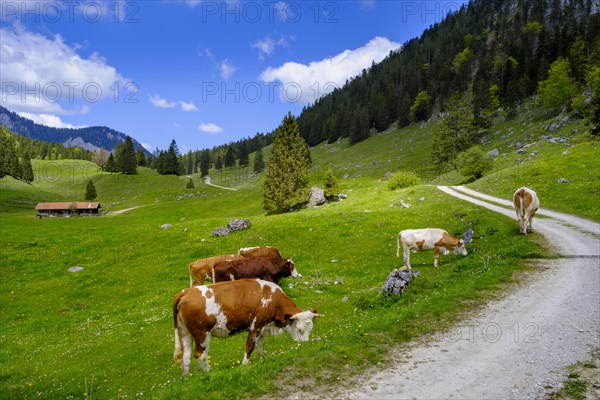 Cows on the mountain pasture
