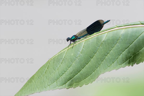 Banded demoiselle (calopteryx splendens)