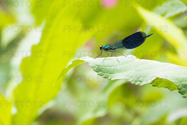 Banded demoiselle (calopteryx splendens)