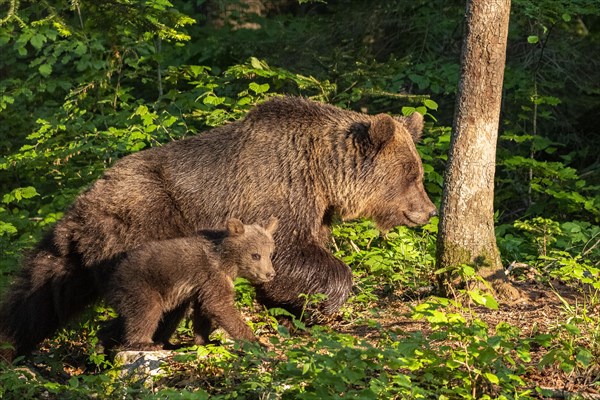 European brown bear (Ursus arctos arctos)