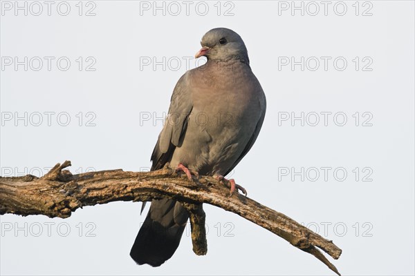 Stock Dove (Columba oenas)