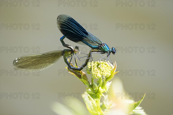 Banded demoiselles (calopteryx splendens) mating wheel