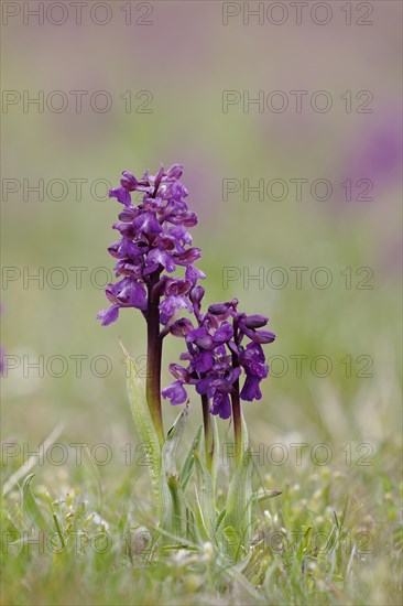 Green-winged orchid (Anacamptis morio)