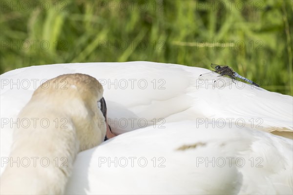 Black-tailed Skimmer (Orthetrum cancellatum)