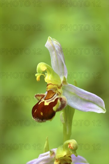 Bee orchid (Ophrys apifera)