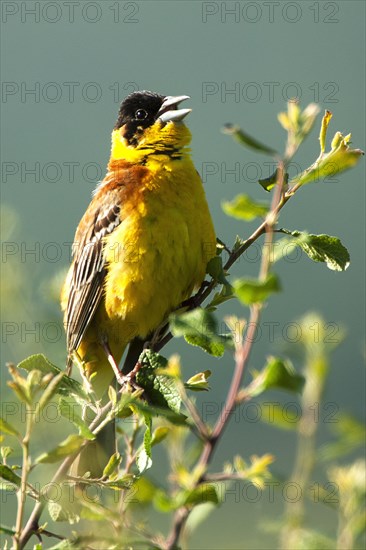 Black-headed Bunting (Emberiza melanocephala) on the singing platform