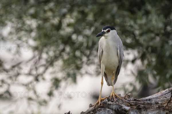 Black-crowned night heron (Nycticorax nycticorax) sitting on tree trunk