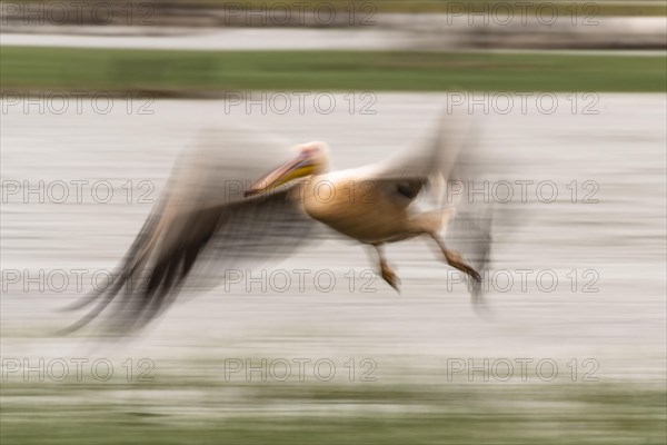Dalmatian pelican (Pelecanus crispus) flying