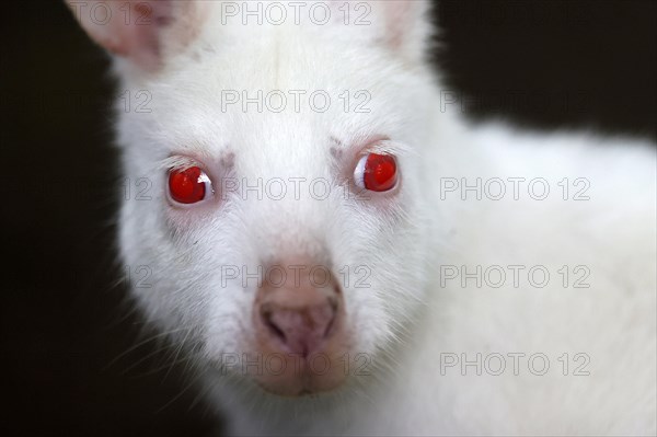 Red-necked wallaby (Macropus rufogriseus)