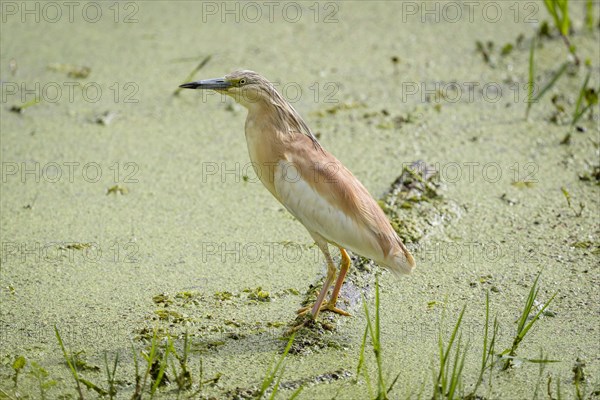 Squacco heron (Ardeola ralloides) foraging