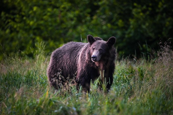 Brown bear (Ursus arctos)