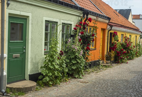 Hollyhocks (Alcea rosea) and roses at houses in a small street in the idyllic downtown of Ystad