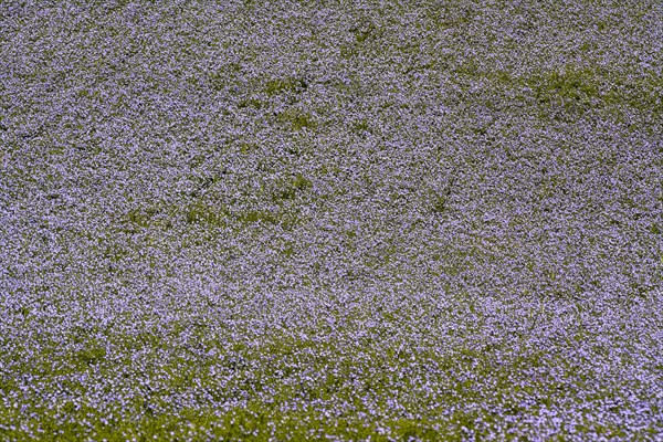 Flax (Linum usitatissimum) field in flower