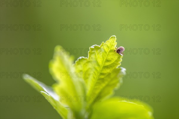 Castor Bean Tick (Ixodes ricinus)