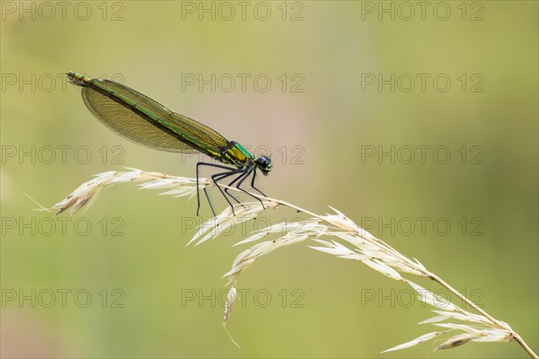 Banded demoiselle (calopteryx splendens)