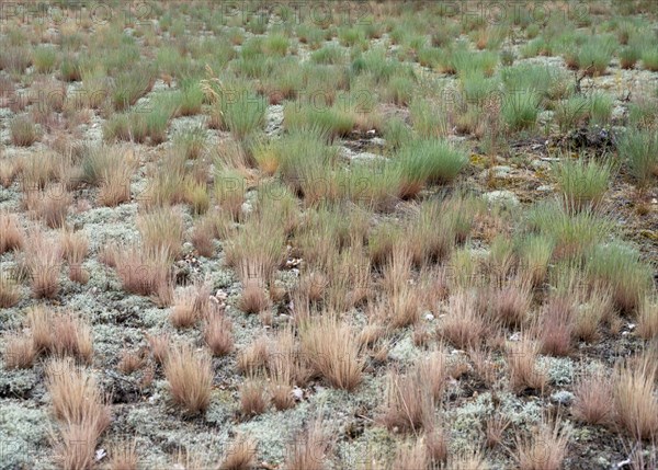 Dry sandy grassland in the Binnenduenen nature reserve near Klein Schmoelen