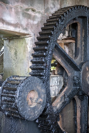 Gear wheel of sugar cane mill