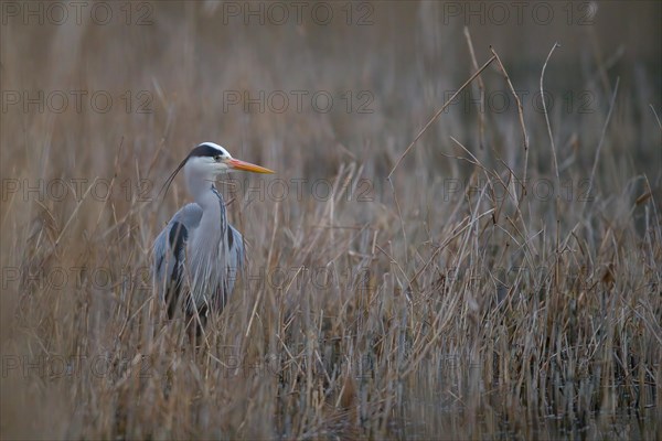 A grey heron (Ardea cinerea) standing in riparian vegetation