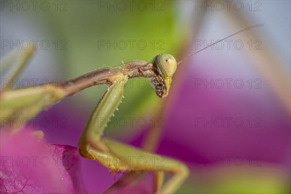 European mantis (mantis religiosa) on a branch