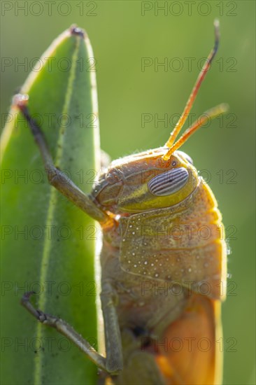 Egyptian locust (Anacridium aegyptium) on a plant