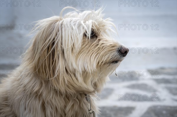 Shaggy dog with fur in front of face