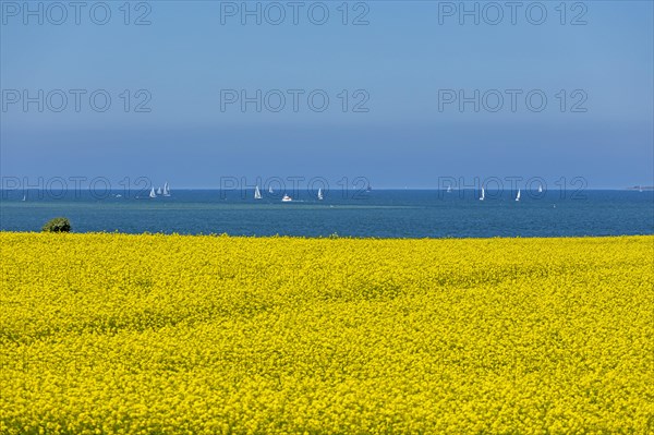 Rape field near Luetjenbrode