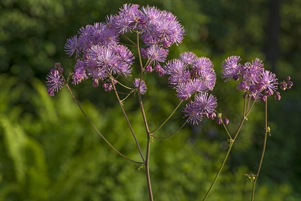 Meadow rue (Thalictrum aquilegiifolium)