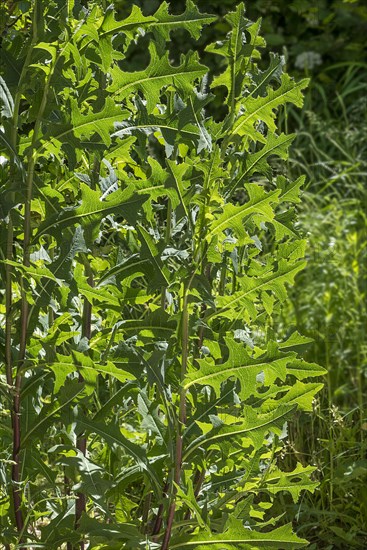 Lactuca serriola (Lactuca serriola)