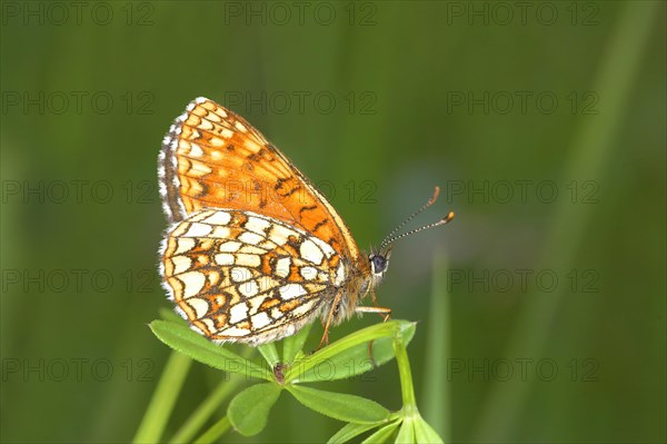 False Heath Fritillary (Melitaea diamina)