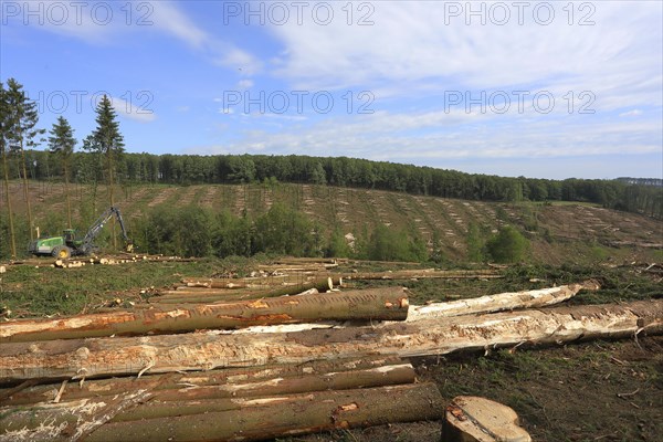 Harvester harvesting spruce infested with Grained spruce bark beetle (Cryphalus abietis)