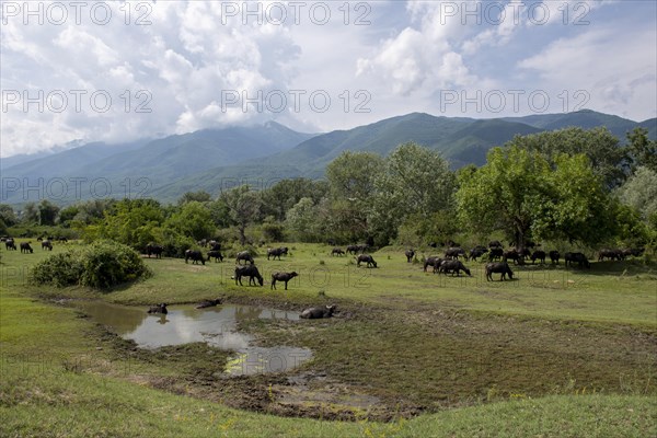 Asian water buffalo (Bubalus bubalis) grazing