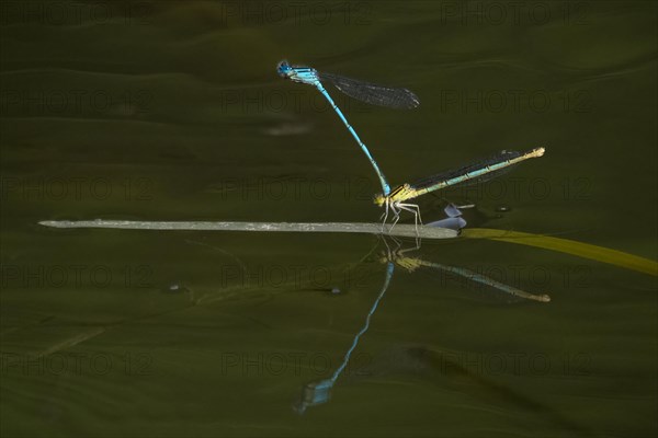 Azure damselflies (Coenagrion puella) laying eggs