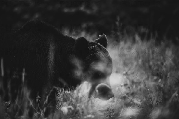 Brown bear (Ursus arctos)