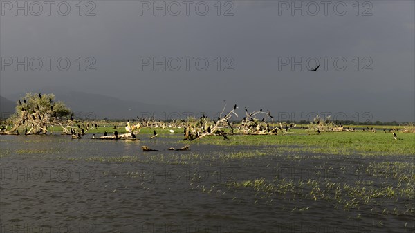 Cormorants (Phalacrocoracidae) and Dalmatian pelicans (Pelecanus crispus)