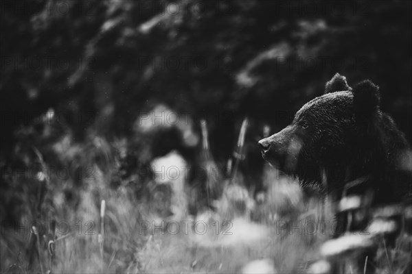 Brown bear (Ursus arctos)