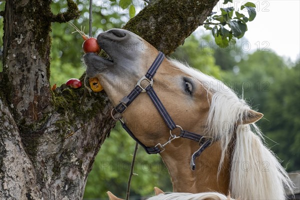 Haflinger