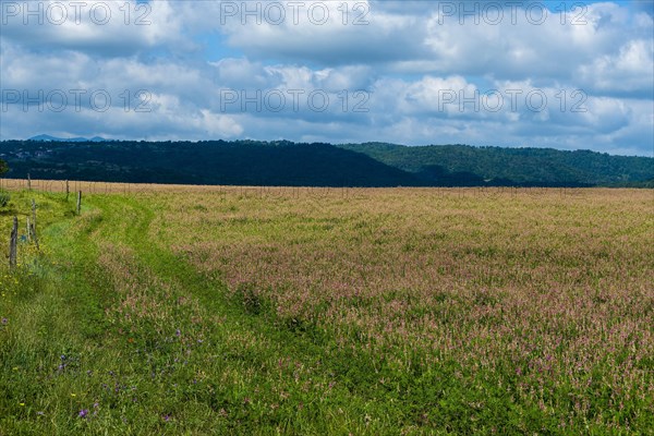 Alfalfa field in Limagne plain