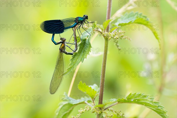 Banded demoiselles (calopteryx splendens)