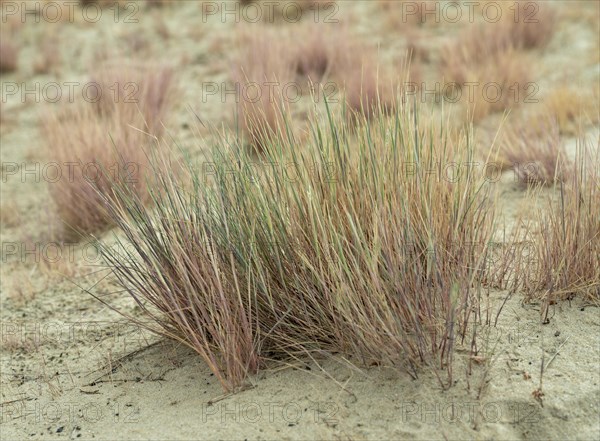 Dry sandy grassland in the Binnenduenen nature reserve near Klein Schmoelen