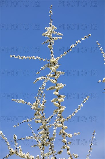 Flowering Blackthorn (Prunus spinosa)