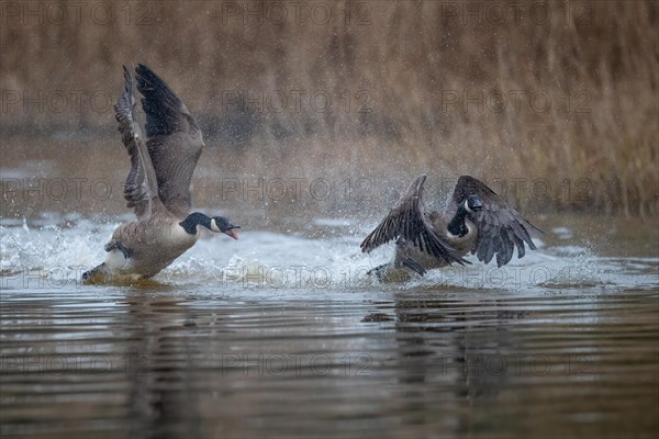 A Canada goose (Branta canadensis) gander chases a rival across the water surface during courtship