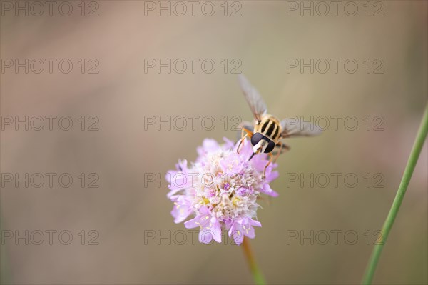 Dangling sunlover (Helophilus pendulus)