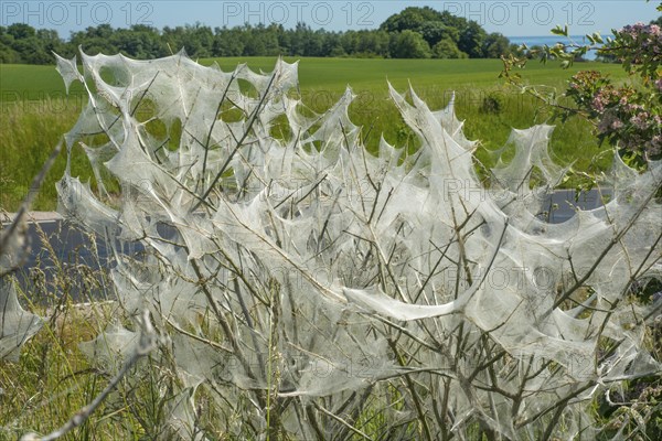 Insect damage by Ermine butterfly (Yponomeutidae) in Ystad