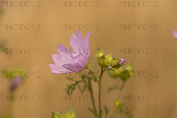 Musk-mallow (Malva moschata)