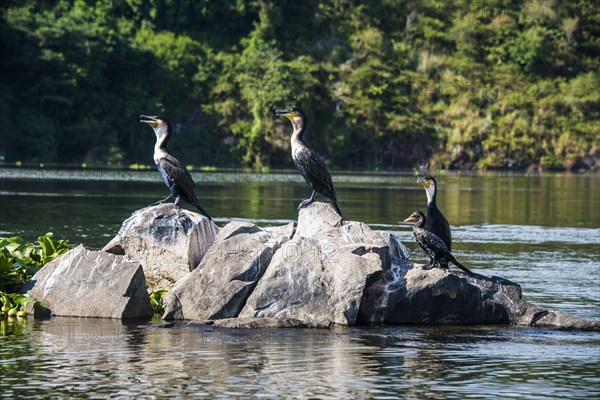 White-breasted Cormorans (Phalacrocorax lucidus) sitting on a tree on a little island at the source of the Nile