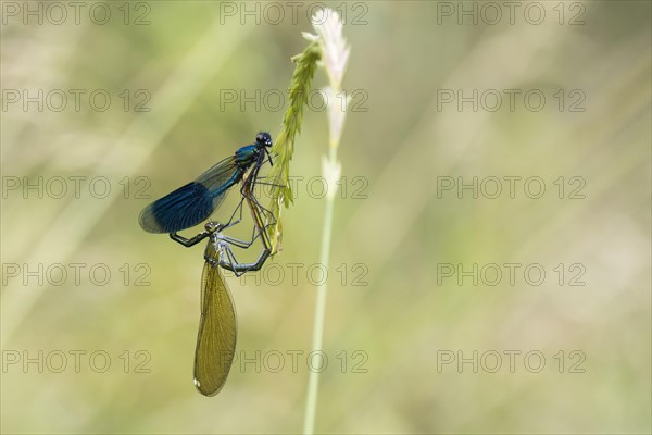 Banded demoiselles (calopteryx splendens)