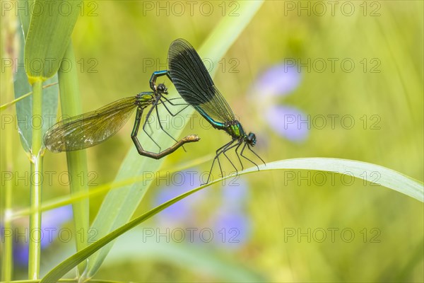 Banded demoiselles (calopteryx splendens)