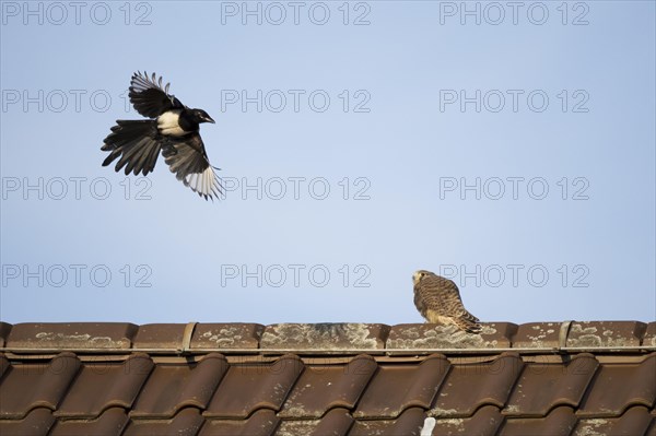 European magpie (Pica pica) attacks juvenile Common Common Kestrel (Falco tinnunculus) on house roof